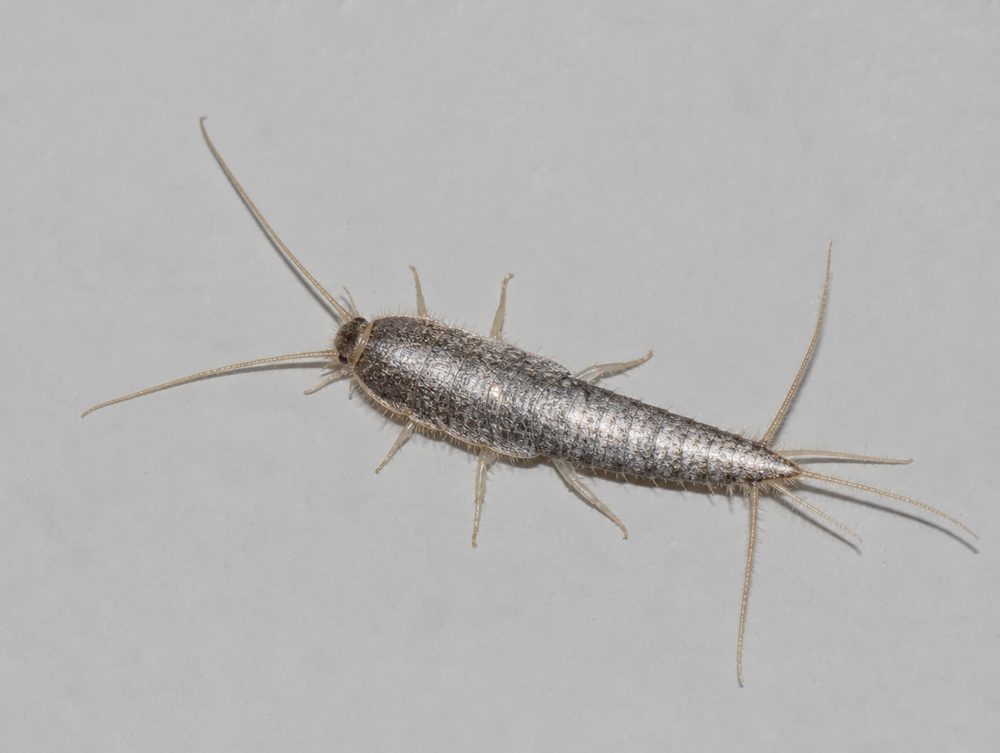 Silberfischchen: 9–11 mm, silbrig geschuppt