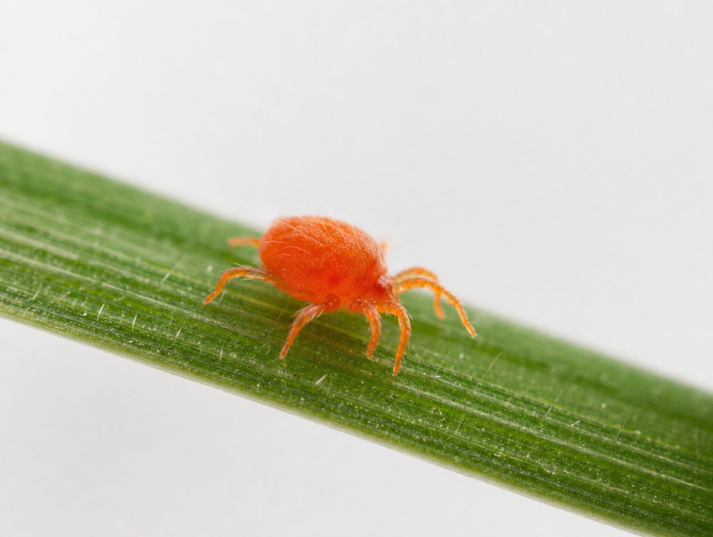 Herbstmilbe: Larven 0,2–0,3 mm, orange, kaum sichtbar