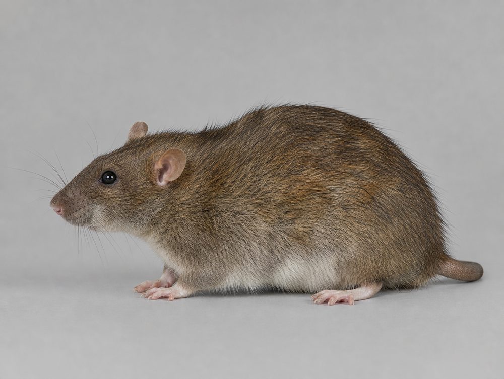Wanderratte: 19–27 cm ohne Schwanz, bis 500 g