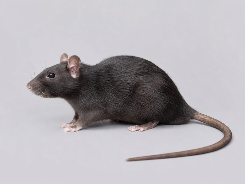 Hausratte: Bis ca. 24 cm, bis 250 g
