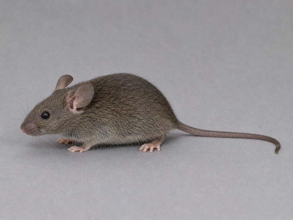 Hausmaus: 7–11 cm ohne Schwanz