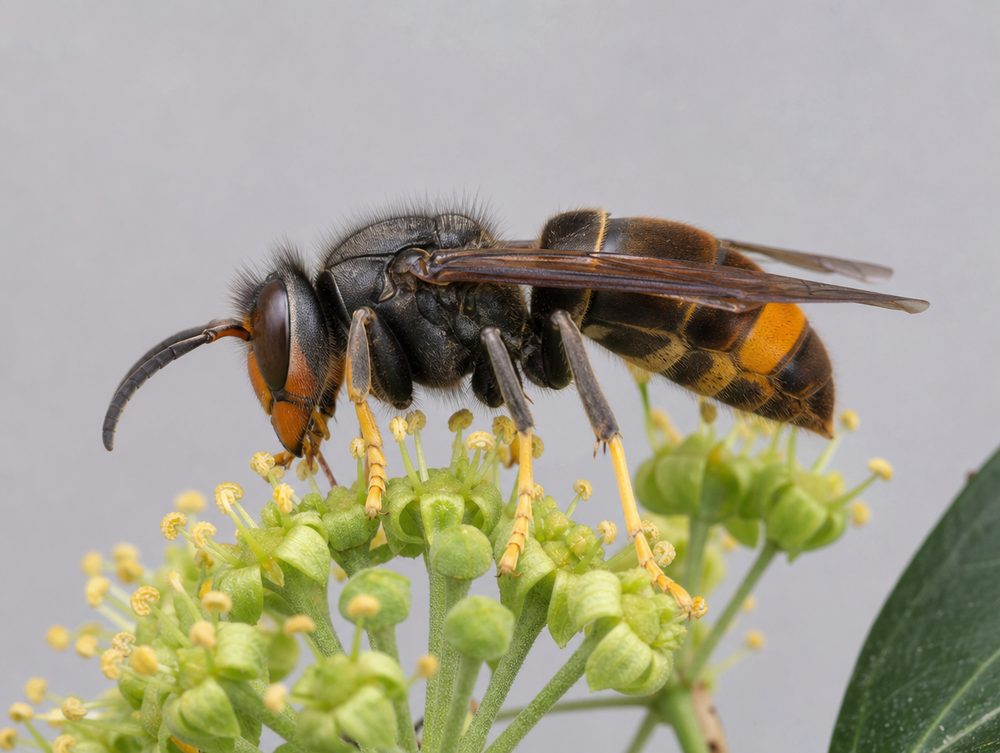 Asiatische Hornisse im Herbst: Nest wird mit dem Laubfall sichtbar