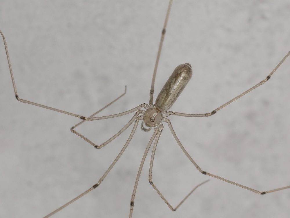 Zitterspinne: Zweigeteilter, länglicher Körper