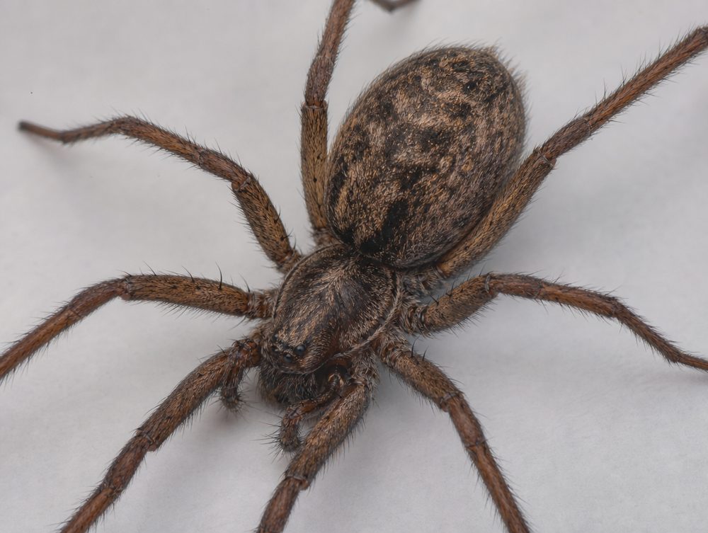 Große Winkelspinne: Dunkel, behaart, kräftig gebaut