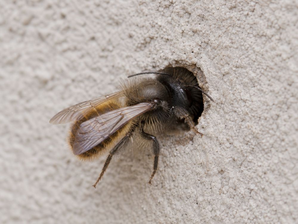 Wildbienen im Dach