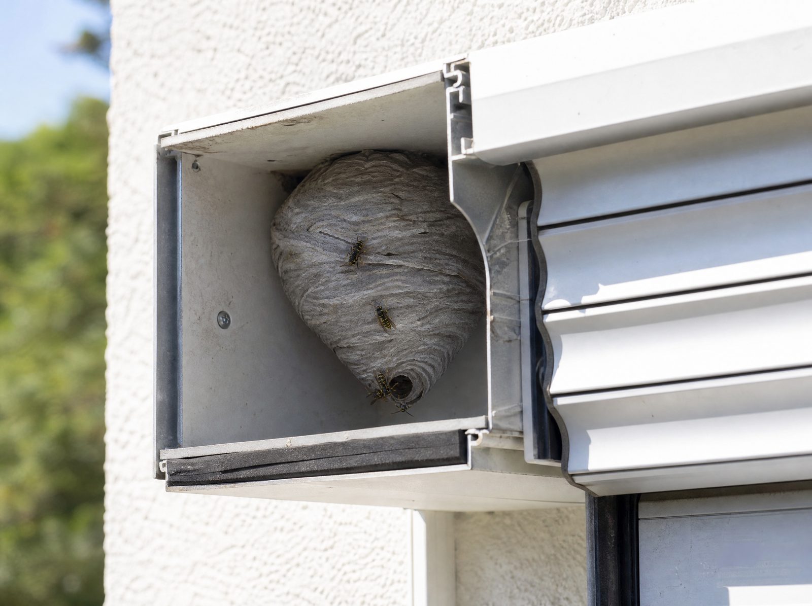 Titelbild: Wespennest am Rollladen - was jetzt zu tun ist