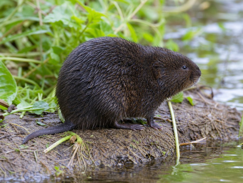 Wühlmaus (Schermaus): Flache, unregelmäßige Hügel seitlich vom Loch