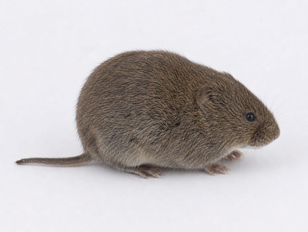Feldmaus: Keine großen Erdhügel